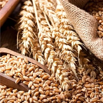 4 Lb Rye Grass Seeds for Lawn & Cover Crop - Fast Growing Cool Season Grass - Image 2