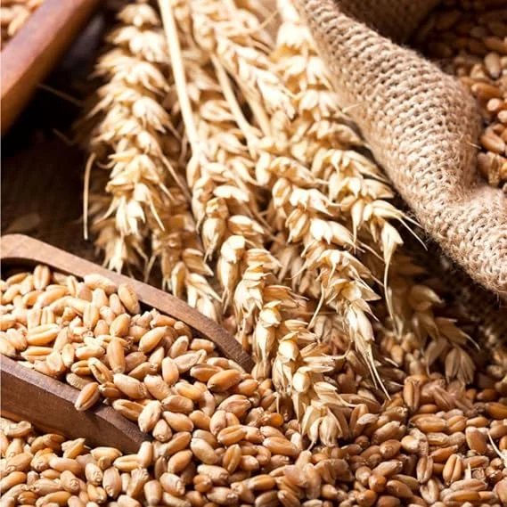 4 Lb Rye Grass Seeds for Lawn & Cover Crop - Fast Growing Cool Season Grass - Image 4