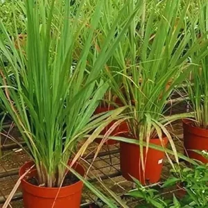 4 Lemongrass Live Plants - 10 Inches Tall, Well-Rooted Herb Plant for Garden - Image 2