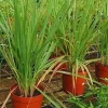 4 Lemongrass Live Plants - 10 Inches Tall, Well-Rooted Herb Plant for Garden - Image 1