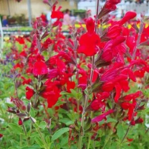 4 Mexican Salvia Sage Live Plants, 4-6