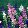 4 Mexican Salvia Sage Live Plants, 4-6" Tall, Fast Growing Perennial Shrubs - Image 1