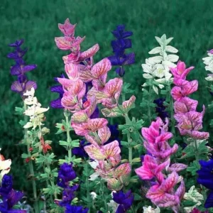 4 Mexican Salvia Sage Live Plants, 4-6
