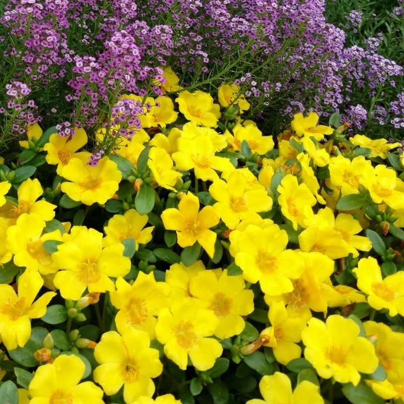 4 Mix Moss Rose Live Plants – Portulaca Ground Cover Flowers – 4-6 Inch Tall – Garden or Containers - Image 4