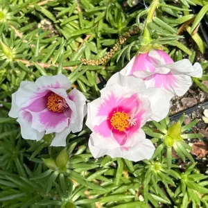 4 Mix Moss Rose Live Plants, Portulaca Ground Cover Flowers, 4-6 Inch Tall - Image 5