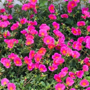 4 Mix Moss Rose Live Plants – Portulaca Ground Cover Flowers – 4-6 Inch Tall – Garden or Containers - Image 6