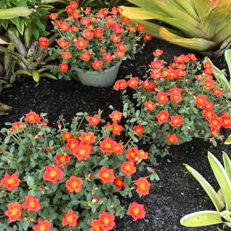 4 Mix Moss Rose Live Plants – Portulaca Ground Cover Flowers – 4-6 Inch Tall – Garden or Containers - Image 1