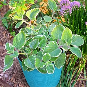 4 Mix Oregano Live Plants 4-6