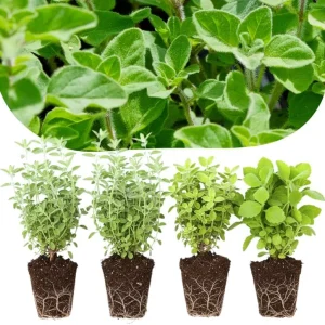 4 Mix Oregano Live Plants 4-6