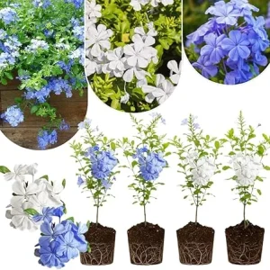 4 Mix Plumbago Live Plants, 4-7 inches Tall, Tropical White Flowering Shrub - Image 7