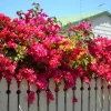 4 Mixed Bougainvillea Live Plants 5-9 Inches Tall – Outdoor Vine Flowers - Image 1