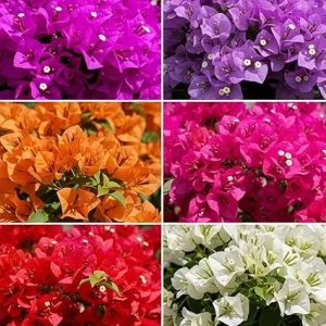 4 Mixed Bougainvillea Live Plants - Assorted Colors, 5-9 Inches Tall, Outdoor - Image 4