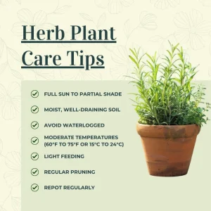 4 Mixed Herb Live Plants Assortment 4-8'' Tall - Lemon Balm, Mint, Rosemary, Edible & Fragrant for Indoor/Outdoor Gardens - Image 4