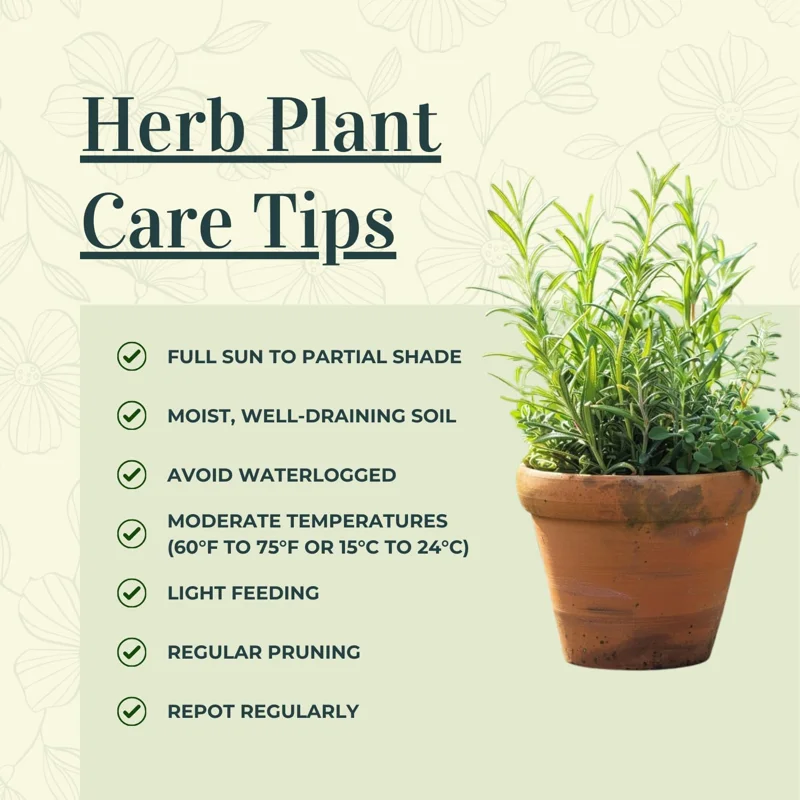 4 Mixed Herb Live Plants Assortment 4-8'' Tall - Lemon Balm, Mint, Rosemary, Edible & Fragrant for Indoor/Outdoor Gardens - Image 4