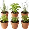 4 Mixed Herb Live Plants Assortment 4-8'' Tall - Lemon Balm, Mint, Rosemary, Edible & Fragrant for Indoor/Outdoor Gardens - Image 1