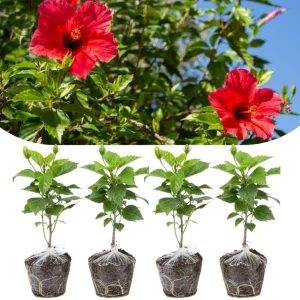 4 Mixed Hibiscus Plants Live - Tropical Flowering Shrubs, 4-8