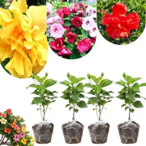 4 Mixed Hibiscus Plants Live - Tropical Flowering Shrubs, 4-8