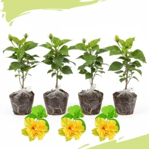 4 Mixed Hibiscus Plants Live - Tropical Flowering Shrubs, 4-8