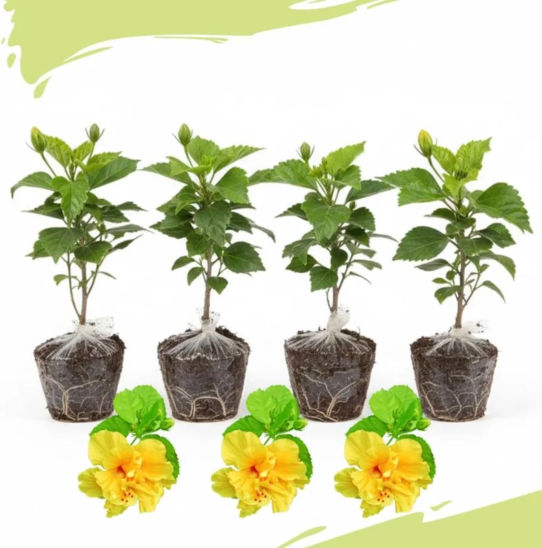 4 Mixed Hibiscus Plants Live - Tropical Flowering Shrubs, 4-8" Tall, Cold Hardy - Image 4