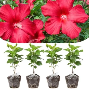 4 Mixed Hibiscus Plants Live - Tropical Flowering Shrubs, 4-8