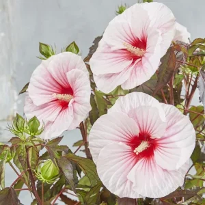 4 Mixed Hibiscus Plants Live - Tropical Flowering Shrubs, 4-8