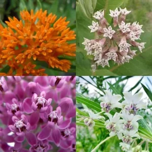 4 Mixed Milkweed Live Plants – Perennial Flower for Butterflies, Full Sun Outdoor - Image 1