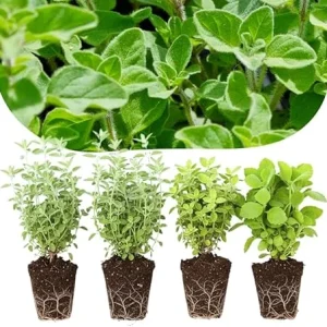4 Mixed Oregano Live Plants, 4-6 Inches Tall, Culinary Herb for Indoor/Outdoor - Image 4