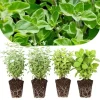 4 Mixed Oregano Live Plants, 4-6 Inches Tall, Culinary Herb for Indoor/Outdoor - Image 1