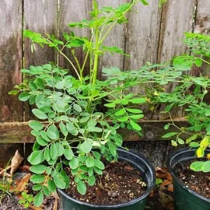 4 Moringa Live Trees Plants - Malunggay Oleifera, 6-8 Inches Tall, Well Rooted - Image 5