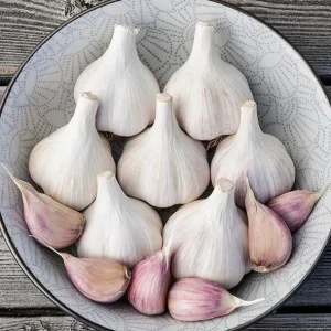 4 Music Garlic Bulbs for Planting - Hardneck Garlic for Home Garden - Image 2