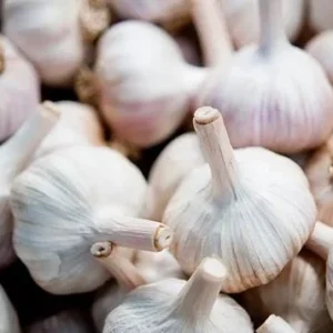 4 Music Garlic Bulbs for Planting - Hardneck Garlic for Home Garden - Image 4