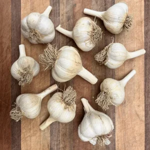 4 Music Garlic Bulbs for Planting - Hardneck Garlic Tubers, White Garlic - Image 6