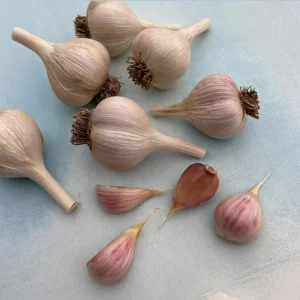 4 Music Garlic Bulbs for Planting - Hardneck Garlic Tubers, White Garlic - Image 7