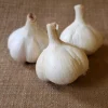 4 Music Garlic Bulbs for Planting - Hardneck Garlic Tubers, White Garlic - Image 1