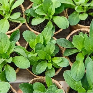 4 Night Sky Petunia Live Plants - Bicolor Blue Trailing Flowers, 3-6 Inch Tall - Image 5