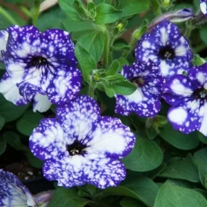 4 Night Sky Petunia Live Plants - Bicolor Blue Trailing Flowers, 3-6 Inch Tall - Image 7