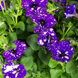 4 Night Sky Petunia Live Plants - Bicolor Blue Trailing Flowers, 3-6 Inch Tall - Image 8