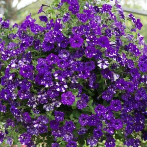 4 Night Sky Petunia Live Plants - Bicolor Blue Trailing Flowers, 3-6 Inch Tall - Image 9