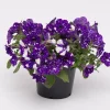 4 Night Sky Petunia Live Plants - Bicolor Blue Trailing Flowers, 3-6 Inch Tall - Image 1