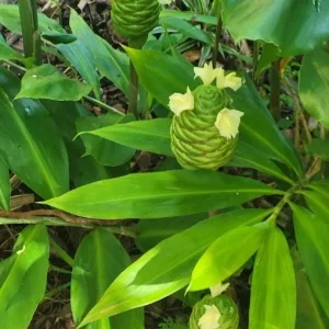 4 Pack Hawaiian Awapuhi Shampoo Ginger Rhizomes - Zingiber Zerumbet Tubers - Image 3