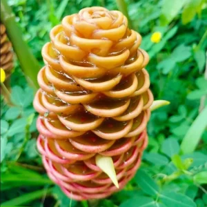 4 Pack Hawaiian Awapuhi Shampoo Ginger Rhizomes - Zingiber Zerumbet Tubers - Image 5