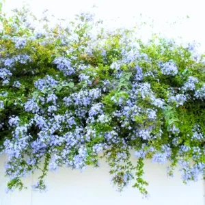 4 Pack Live Plumbago Plants, 4-7 Inches Tall, Tropical Flowering Shrub - Image 3