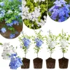 4 Pack Live Plumbago Plants, 4-7 Inches Tall, Tropical Flowering Shrub - Image 1