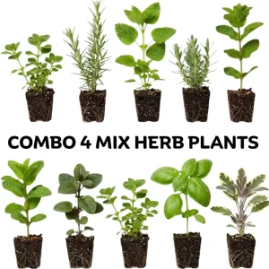 4 Pack Mixed Herb Live Plants - Lemon Balm, Rosemary, Basil, Oregano, 4-8