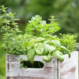 4 Pack Mixed Herb Live Plants - Lemon Balm, Rosemary, Basil, Oregano, 4-8