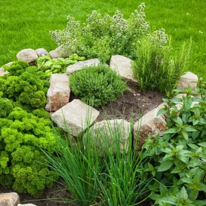 4 Pack Mixed Herb Live Plants - Lemon Balm, Rosemary, Basil, Oregano, 4-8