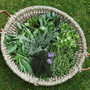 4 Pack Mixed Herb Live Plants - Lemon Balm, Rosemary, Basil, Oregano, 4-8