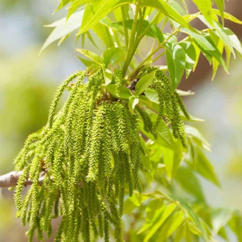 4 Pecan Trees Live Bare Root Plants – 1-2 Ft Tall Hardy Nut Trees for Outdoor Planting - Image 3