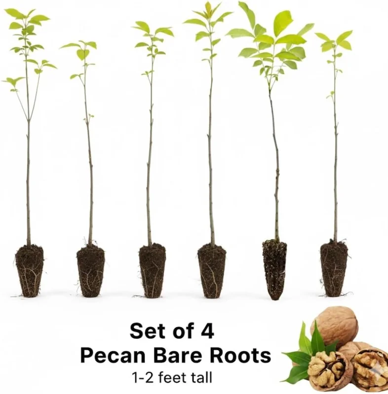 4 Pecan Trees Live Bare Root Plants – 1-2 Ft Tall Hardy Nut Trees for Outdoor Planting - Image 4