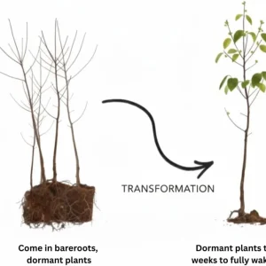 4 Pecan Trees Live Bare Root Plants – 1-2 Ft Tall Hardy Nut Trees for Outdoor Planting - Image 6